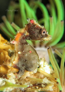 Learn to Dive at Odyssea Divers